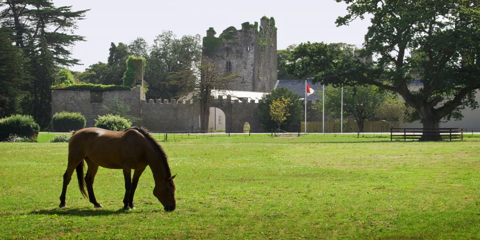 a horse eating grass in a field