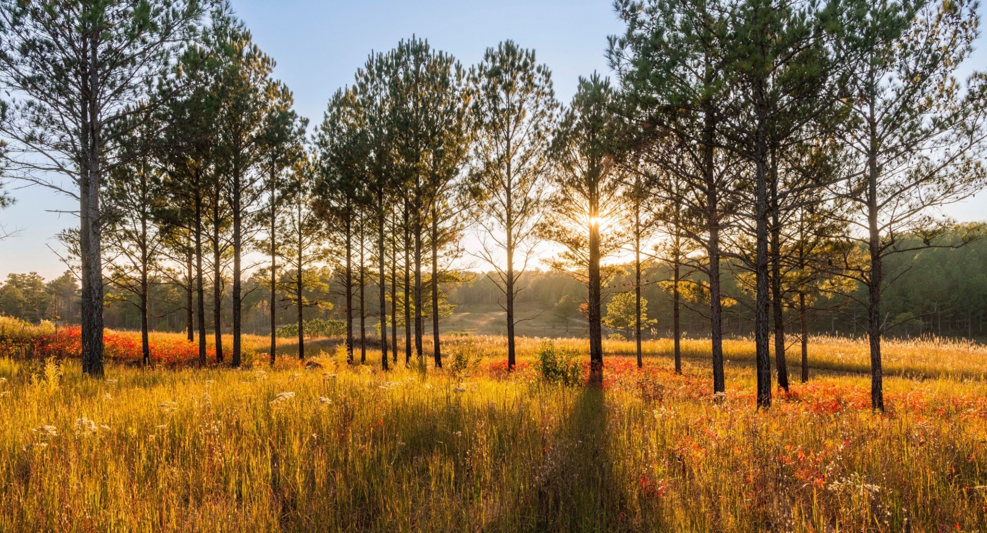 a field of grass with trees and the sun shining through