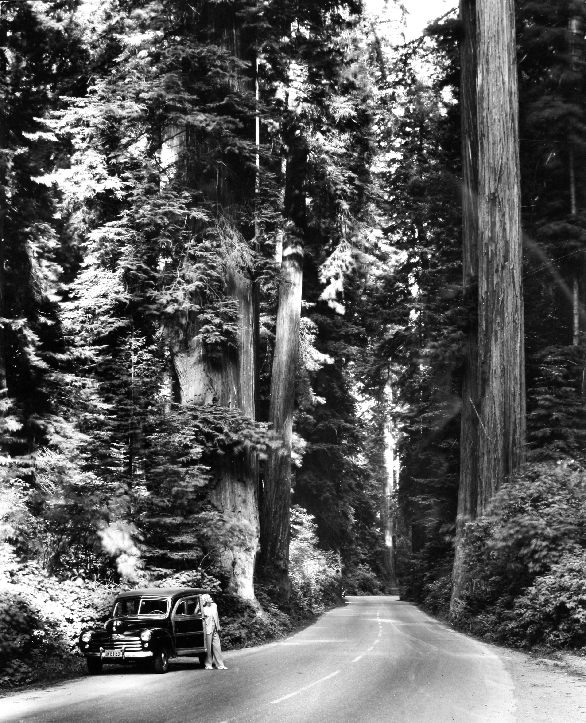 a car on a road in the woods
