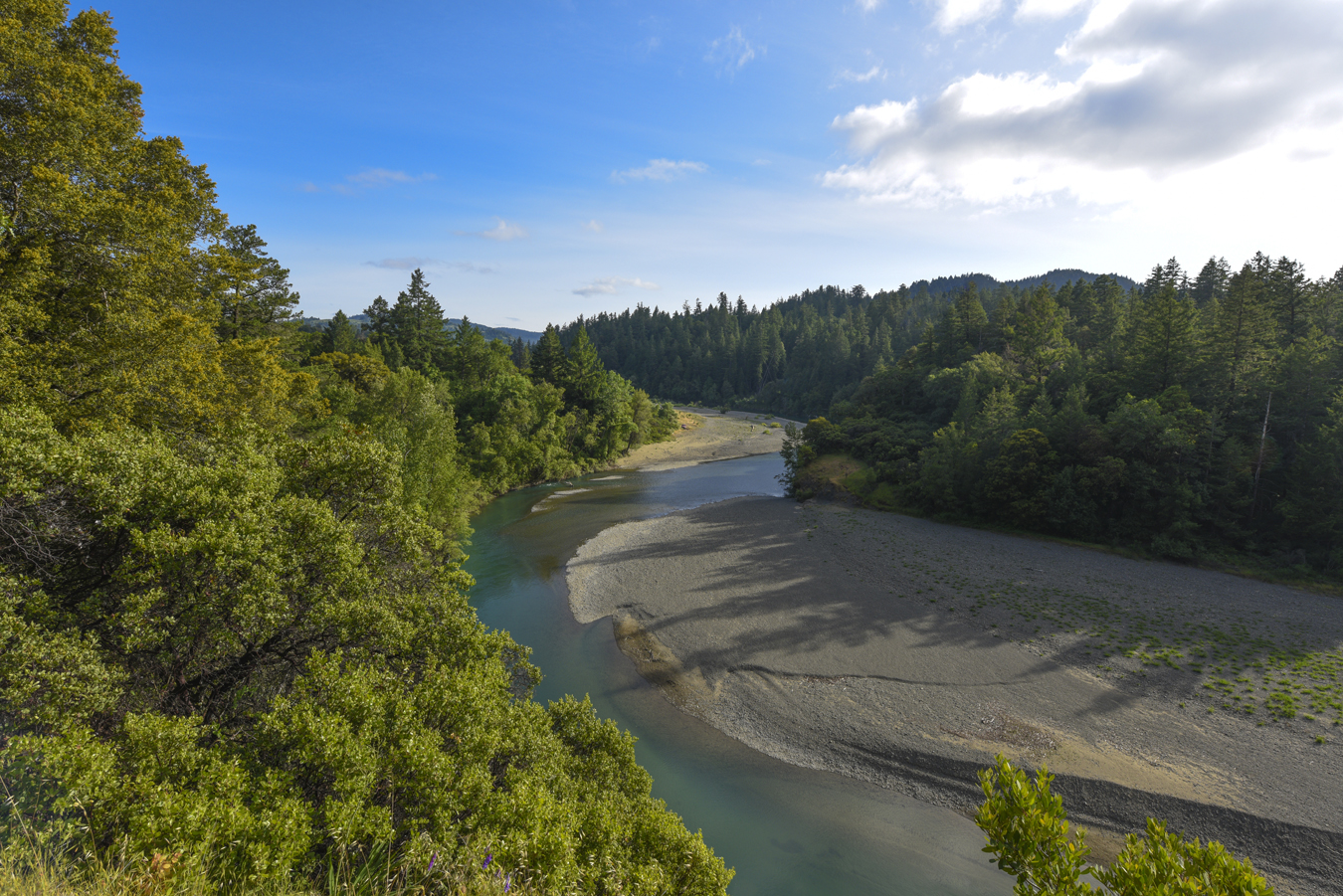 a river running through a forest