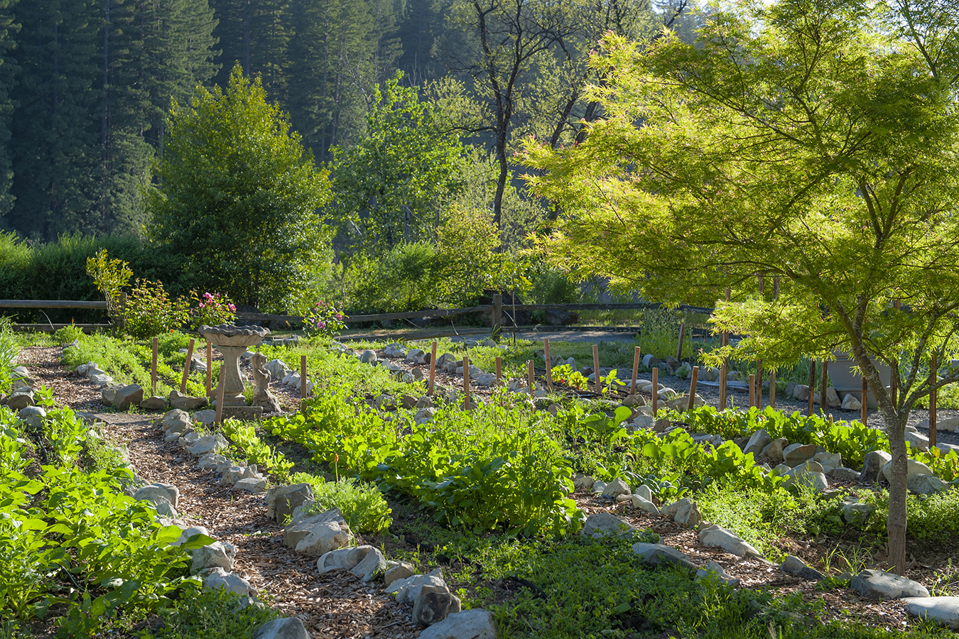 a garden with rocks and plants
