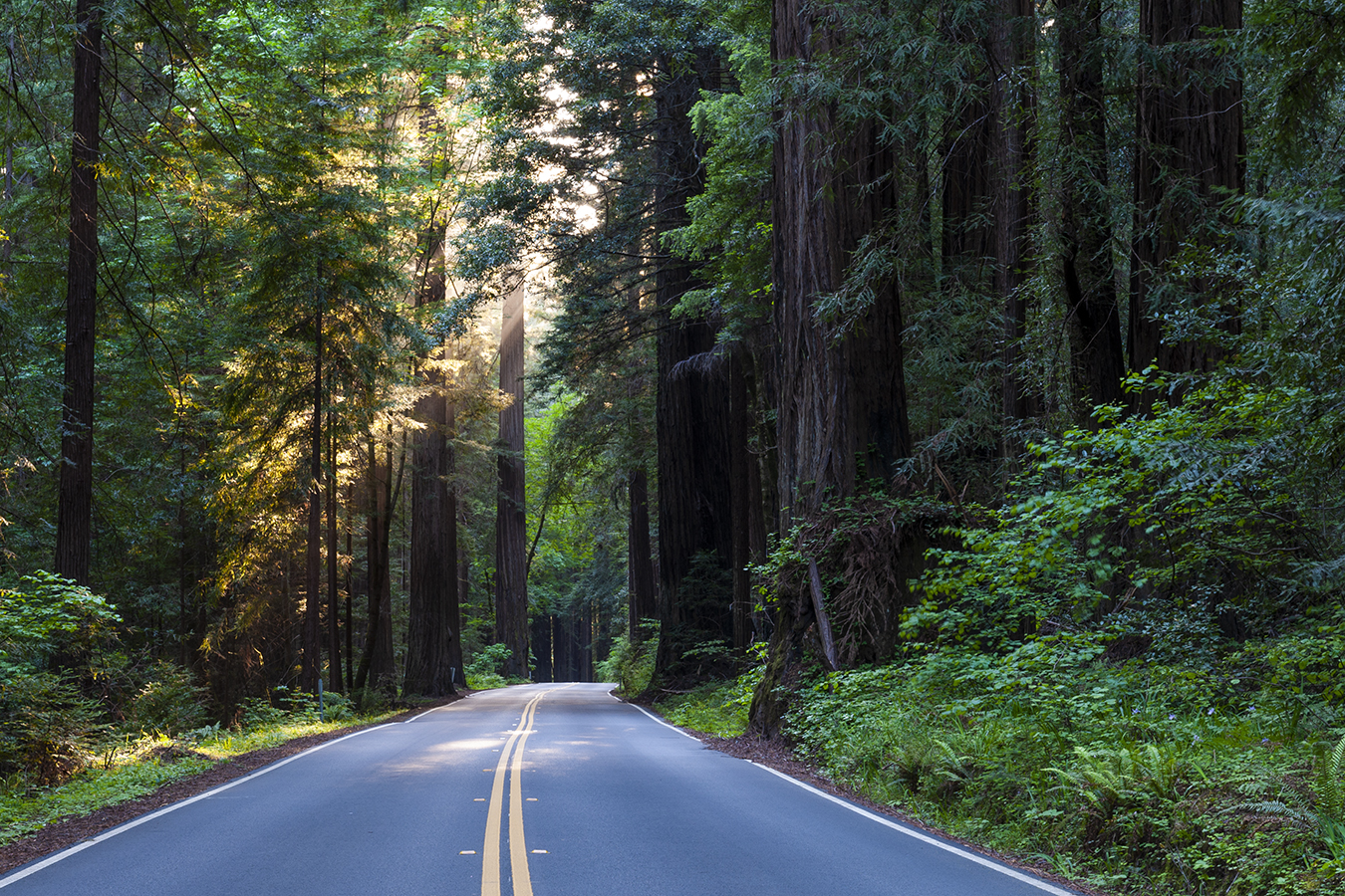 a road through a forest