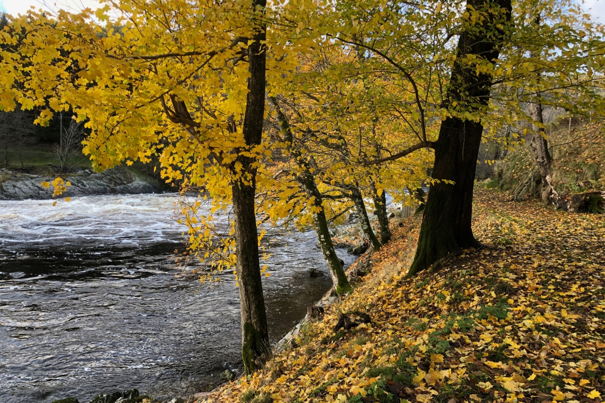 a river with trees and leaves on the side