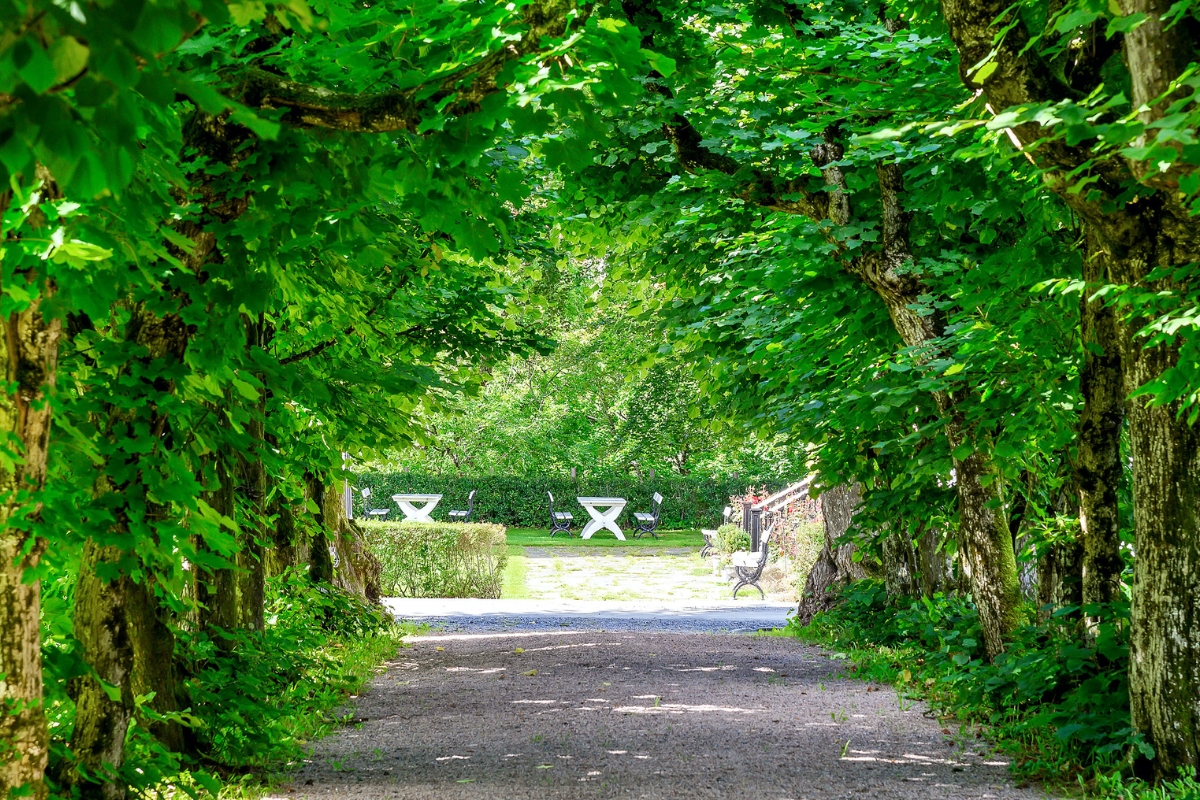 a path with trees and benches