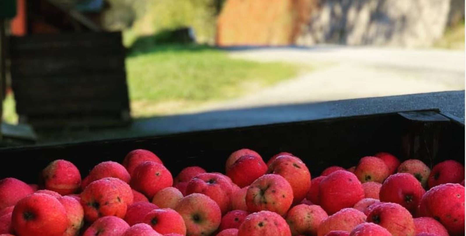a pile of red apples