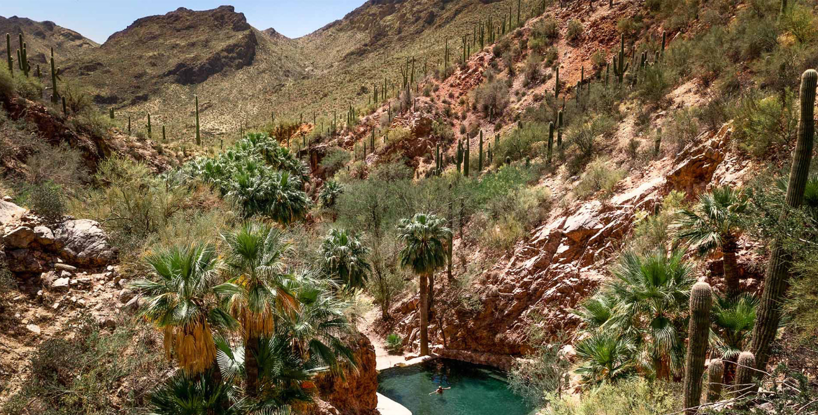 a person swimming in a pool surrounded by trees