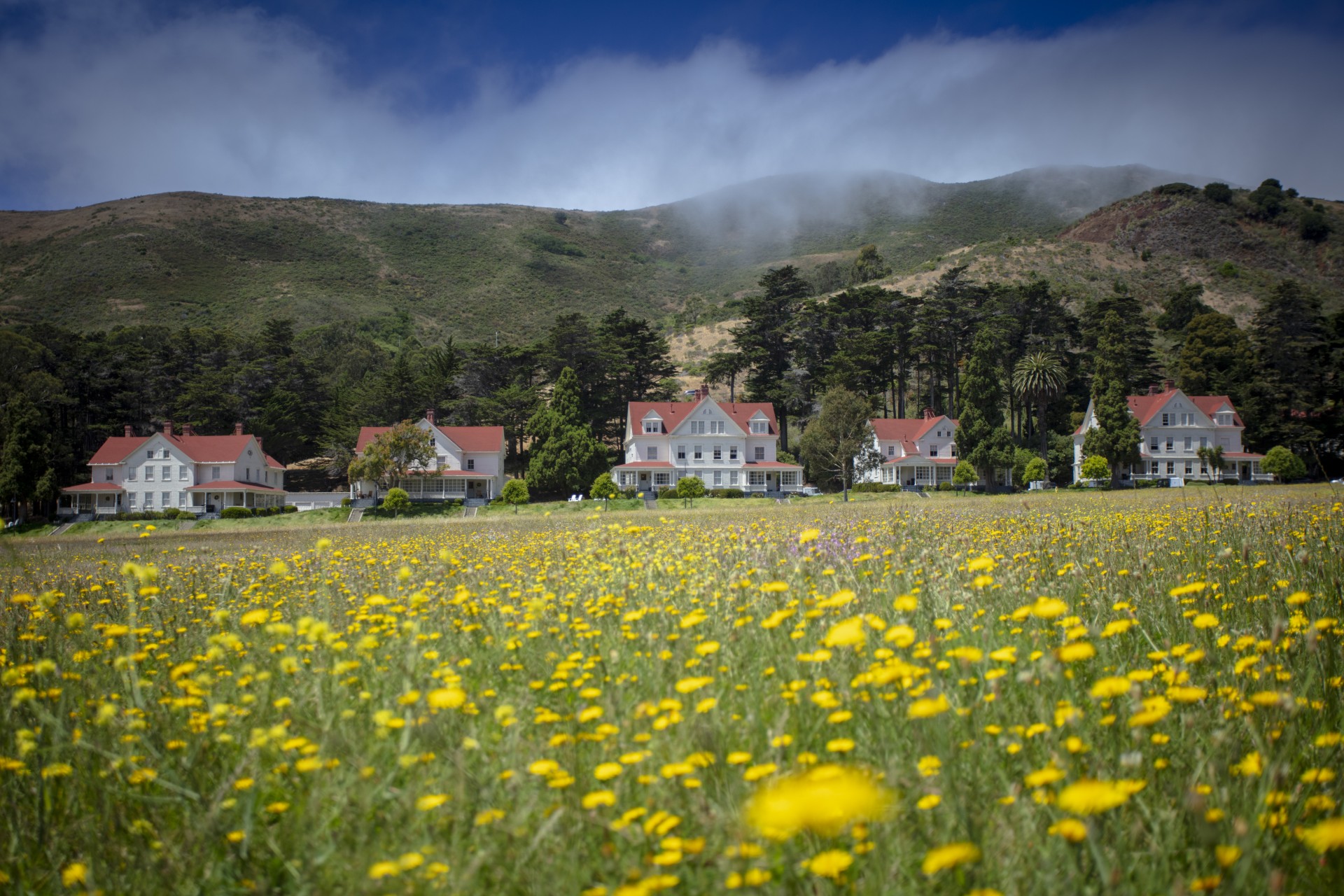 a field of yellow flowers with houses in the background