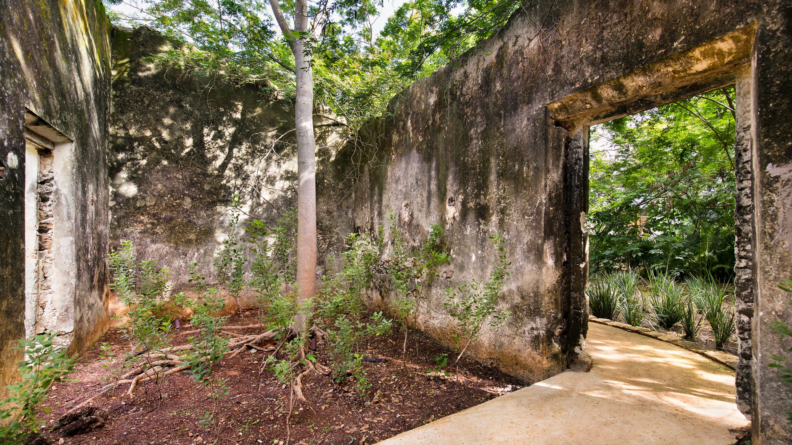 a tree growing in a wall