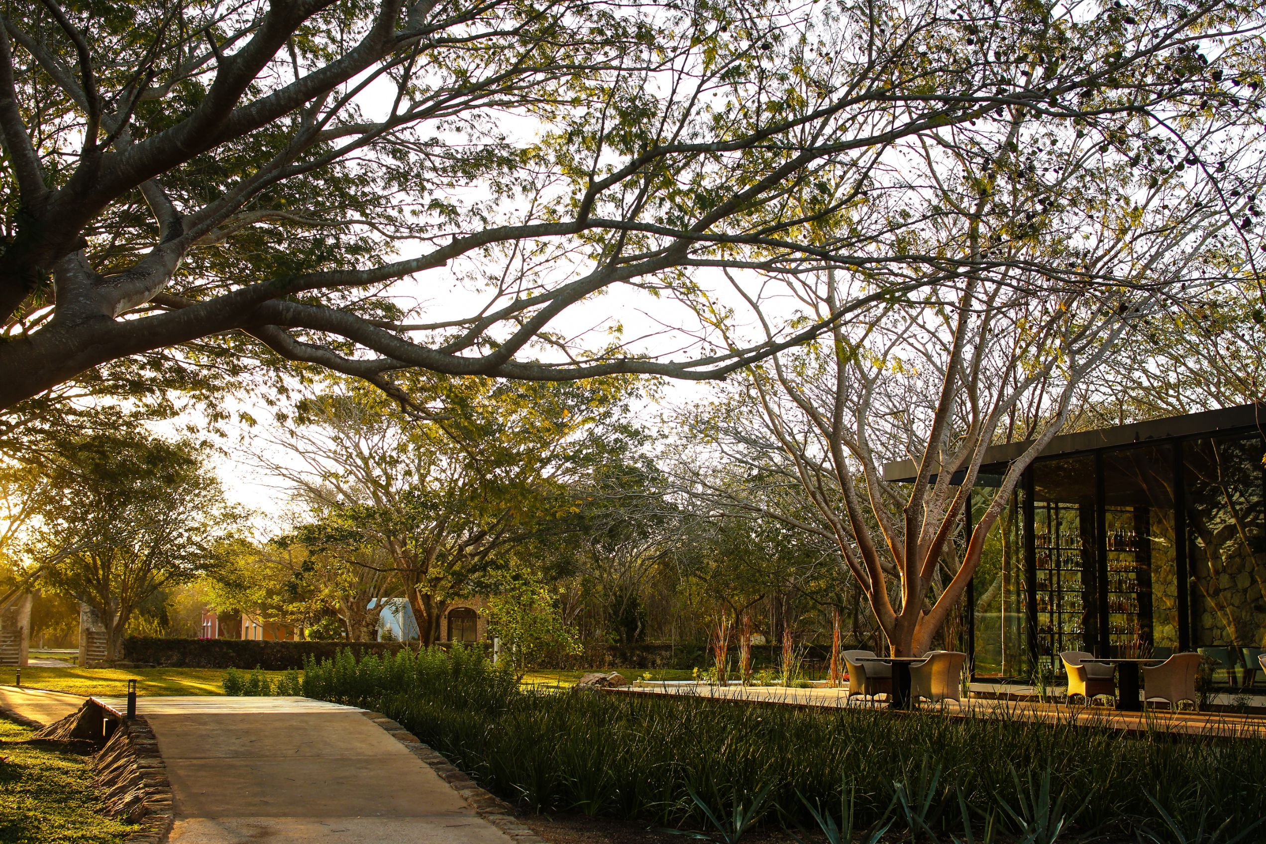 a walkway with trees and a building