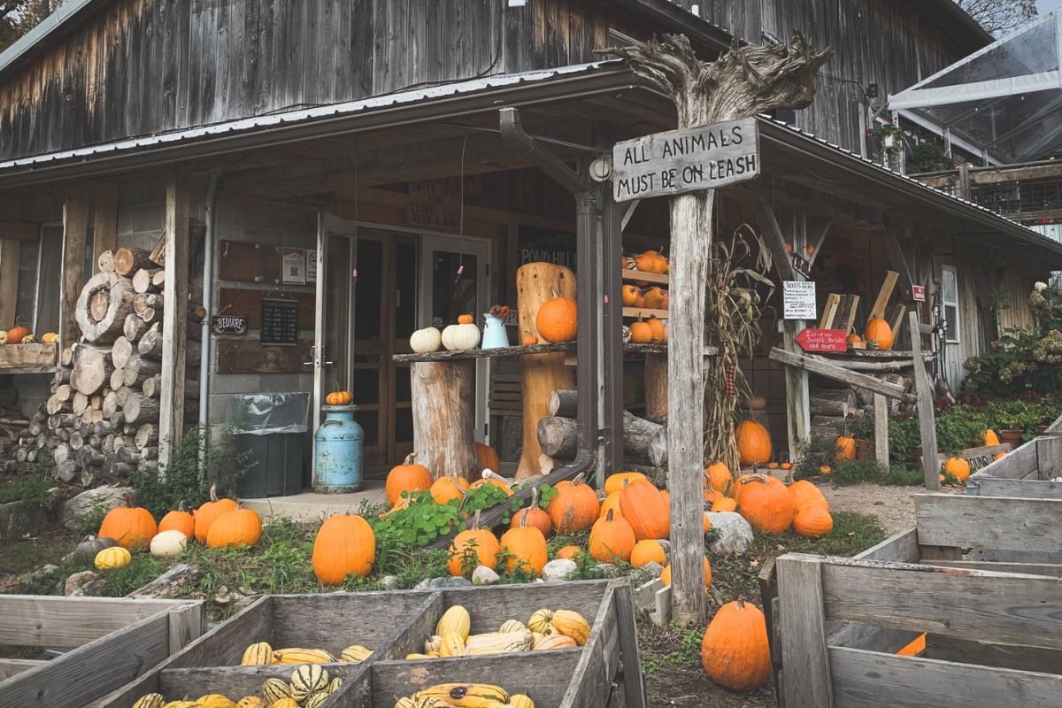 a pumpkins in a yard