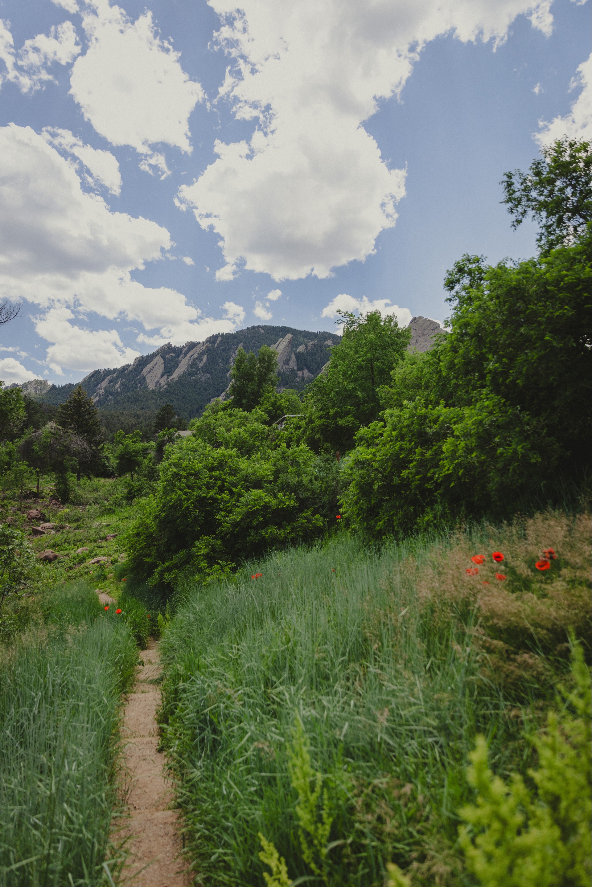 a path through a grassy area with trees and mountains in the background