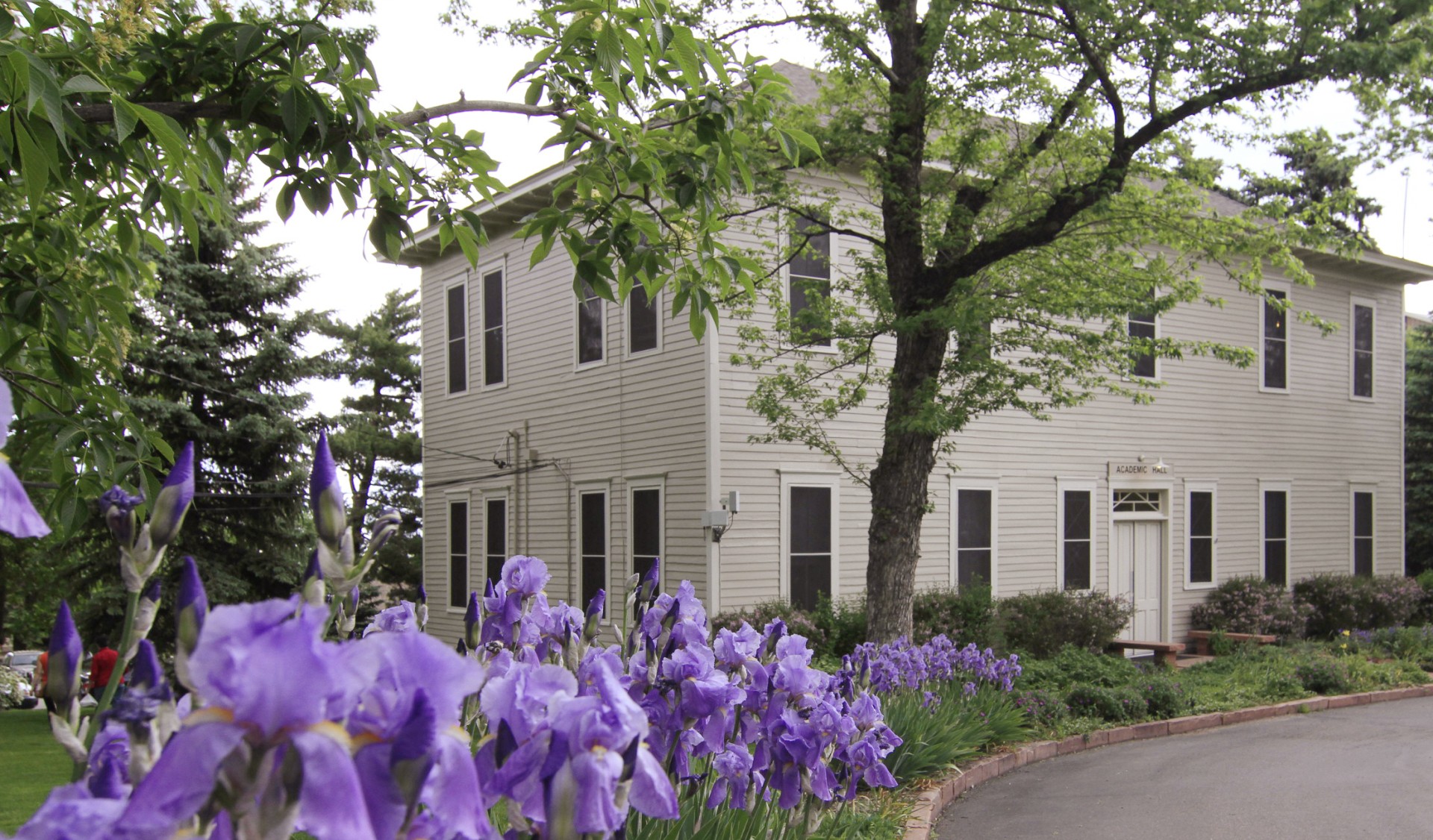 a purple flowers in front of a building