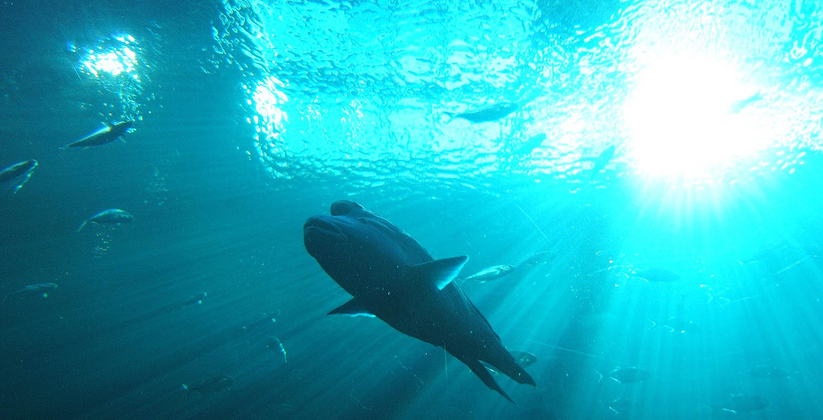 a fish swimming in the water