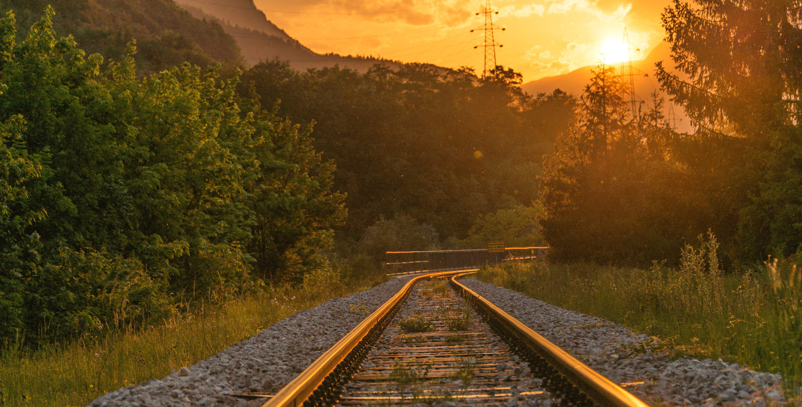 train tracks going through a forest