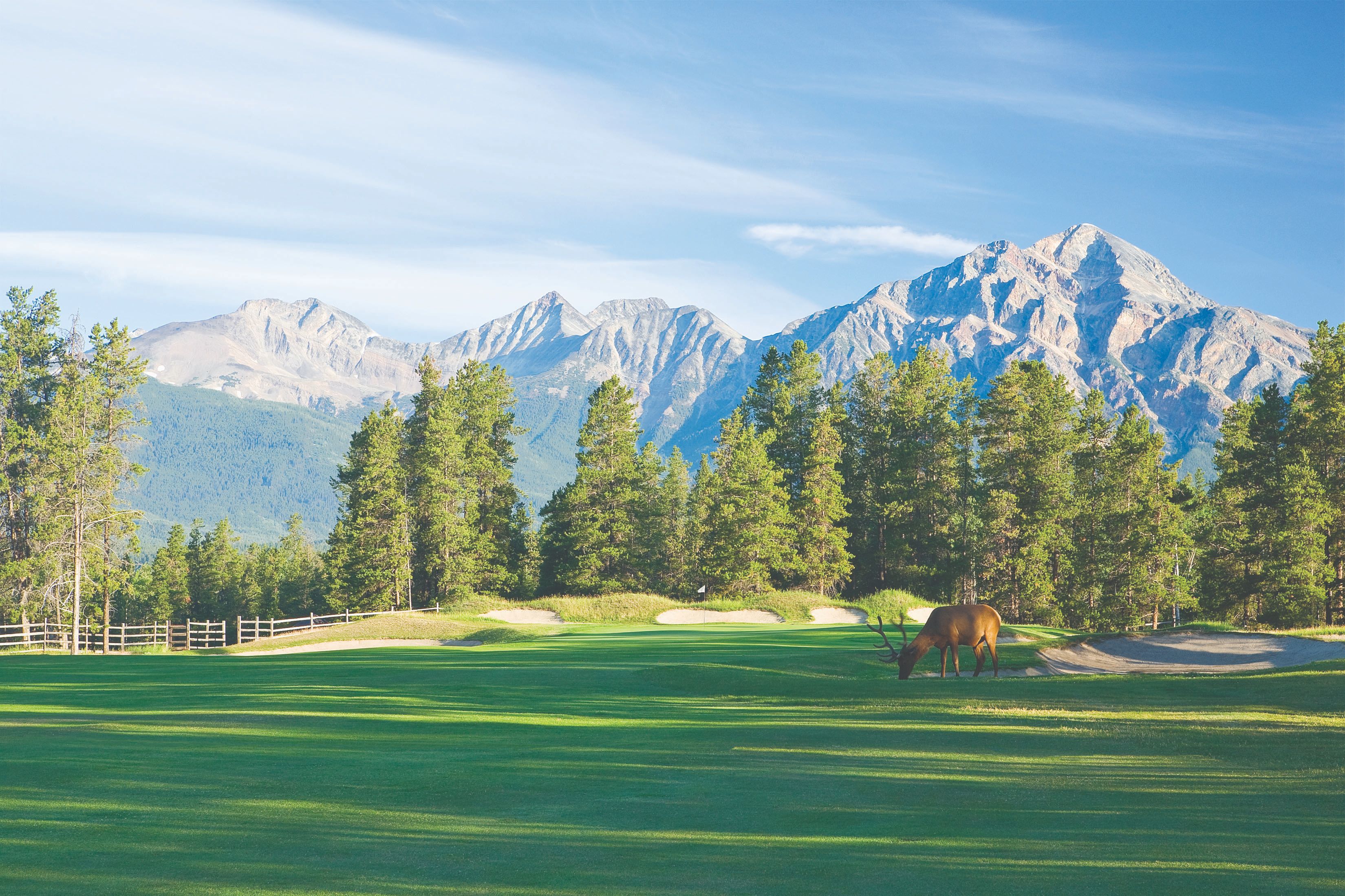 a deer grazing in a grassy field with trees and mountains in the background