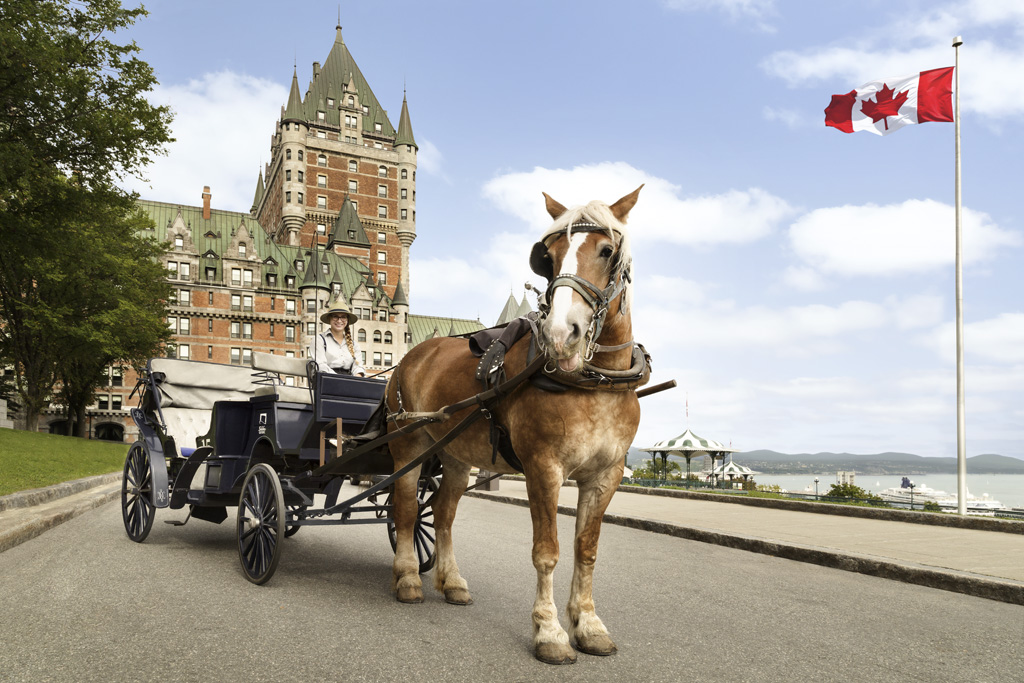 a horse pulling a carriage
