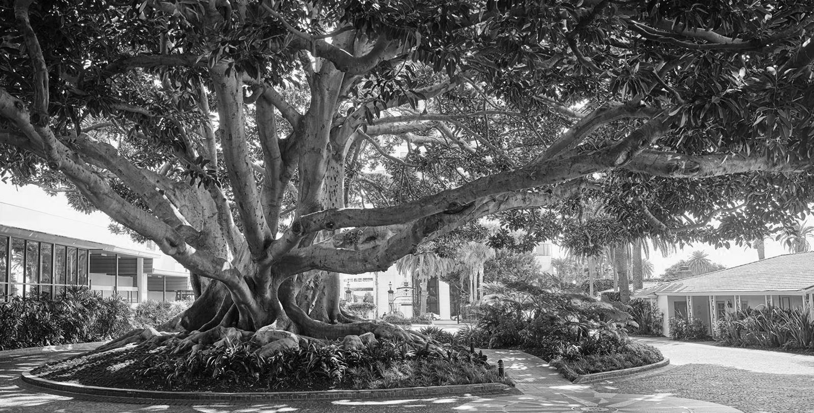 a large tree with many branches