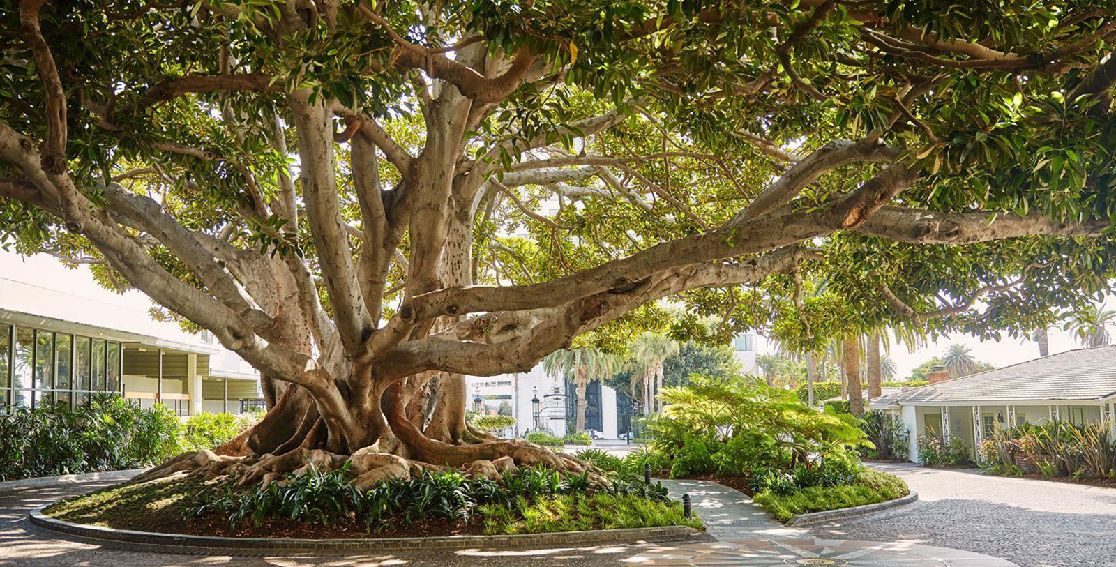 a large tree with many branches
