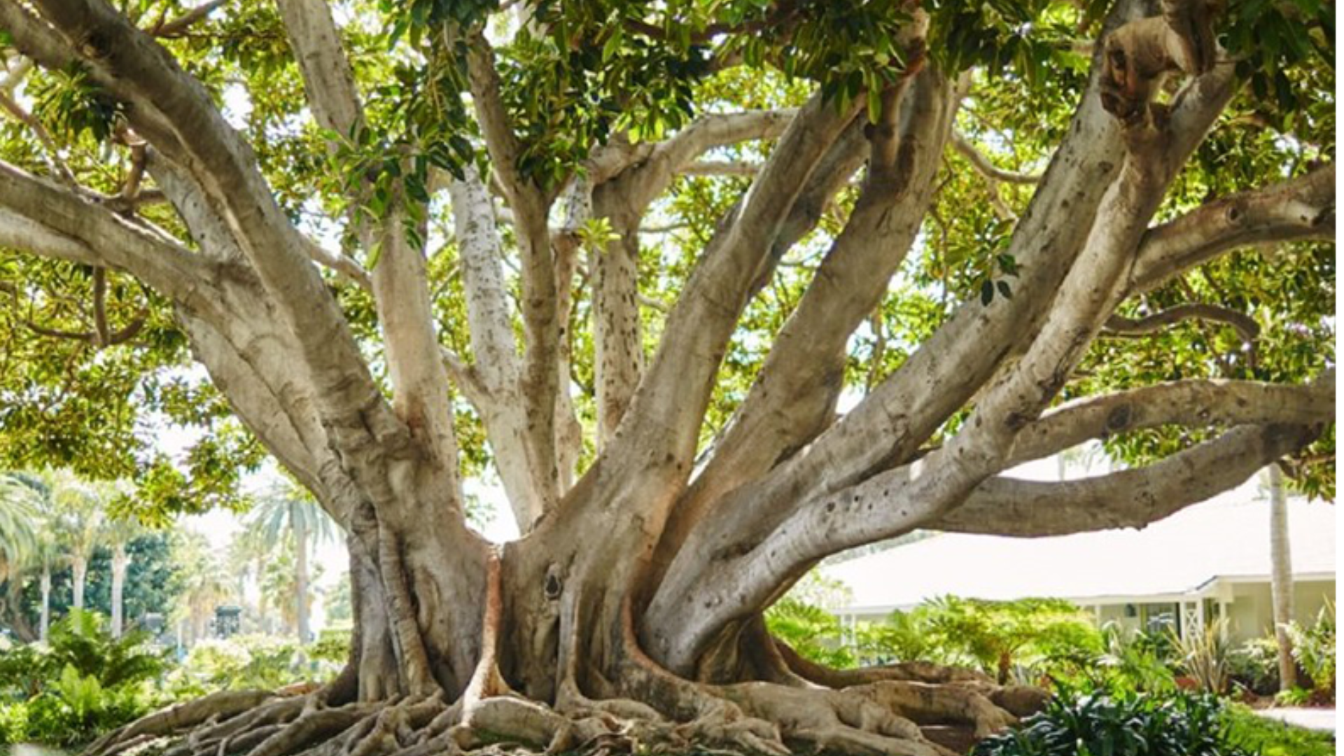 a large tree with many branches