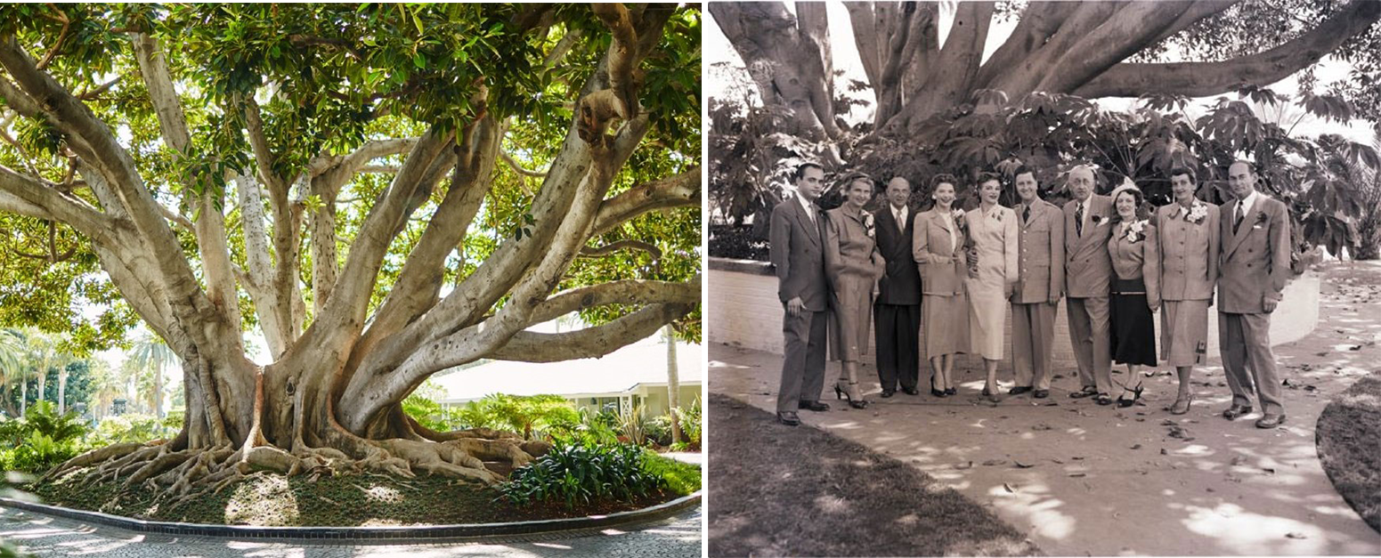 a group of people standing in front of a large tree
