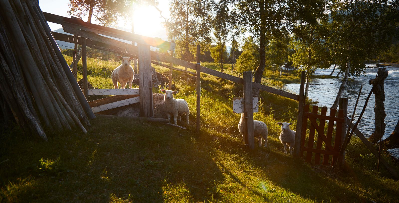 a group of sheep in a fenced in area