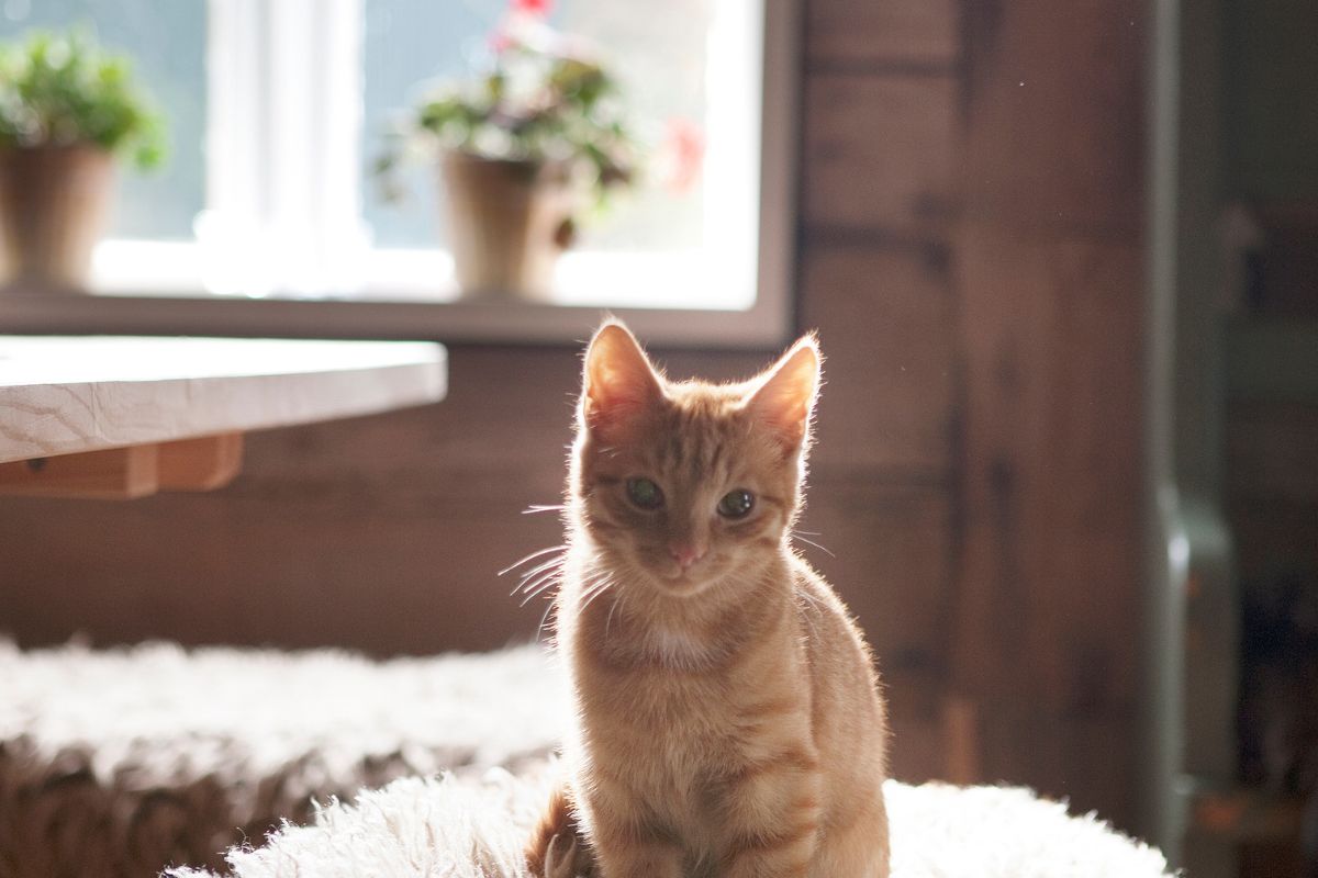 a cat sitting on a rug