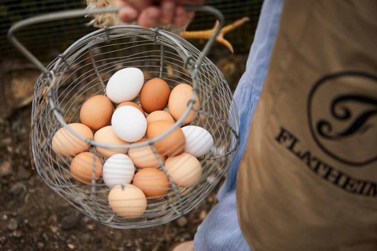 a basket of eggs