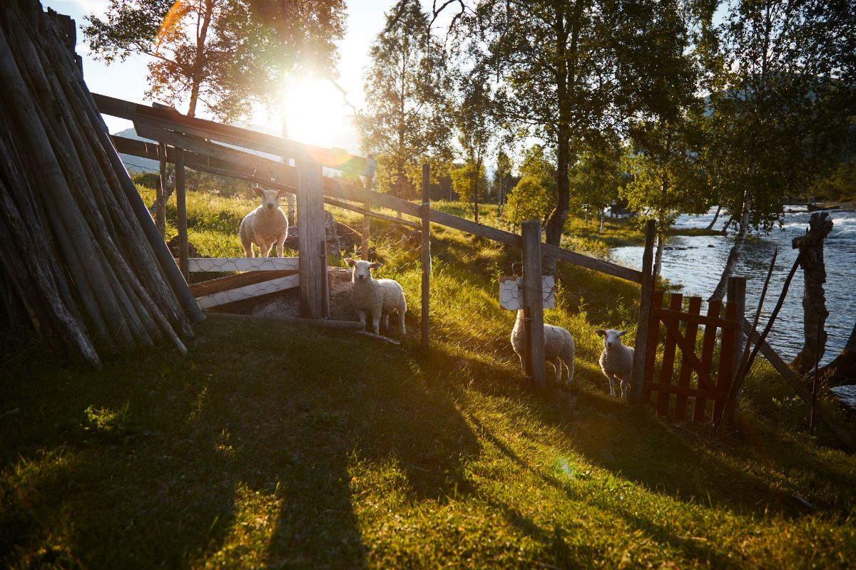 a group of sheep in a fenced area