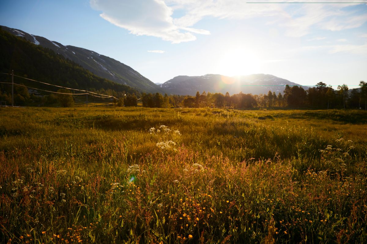 a field of grass with mountains in the background