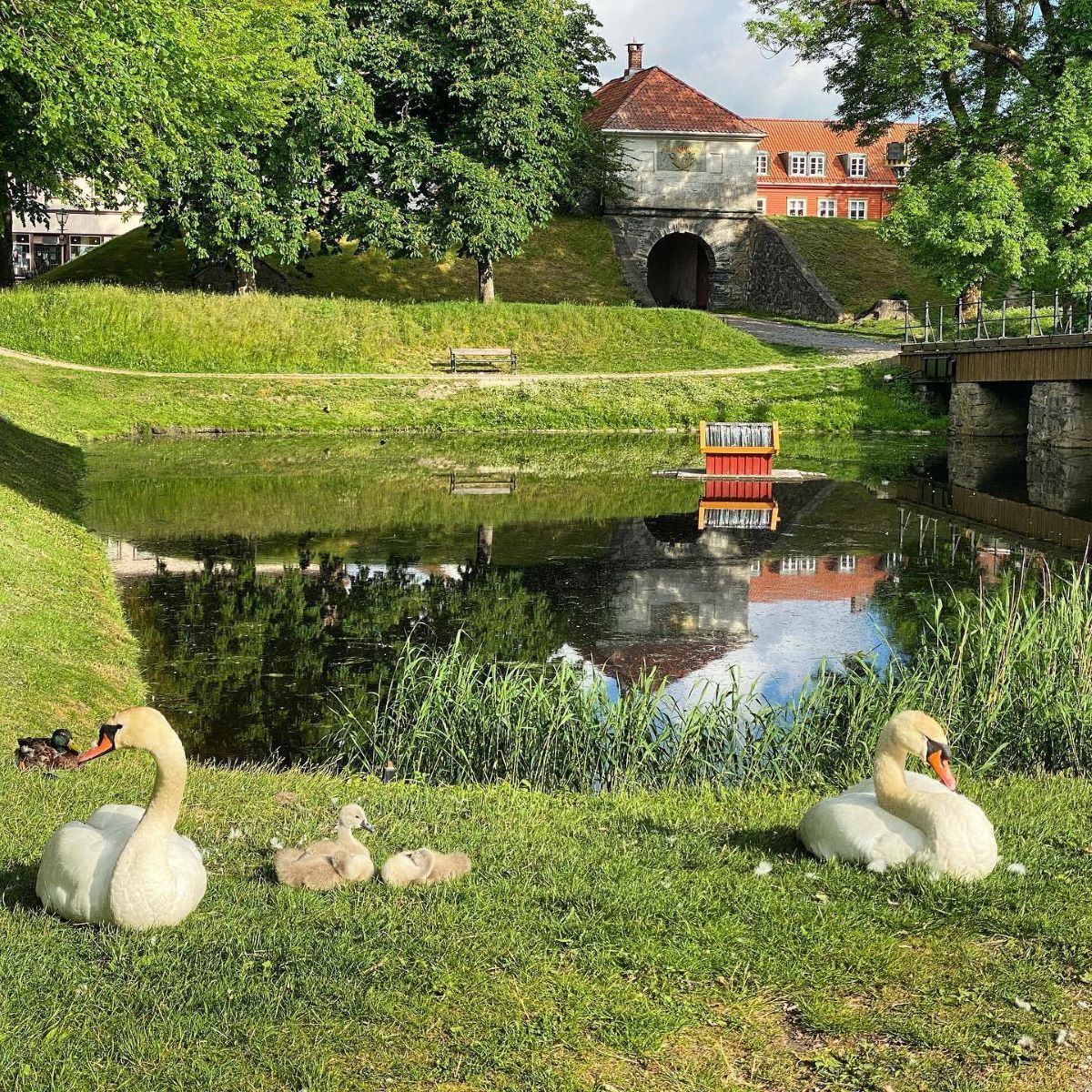 a group of swans on grass by a pond