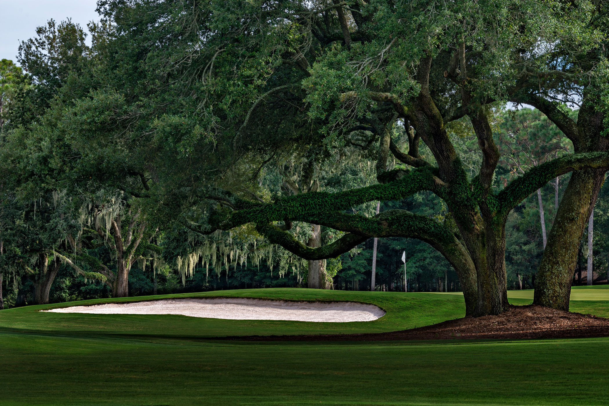 a large tree on a golf course