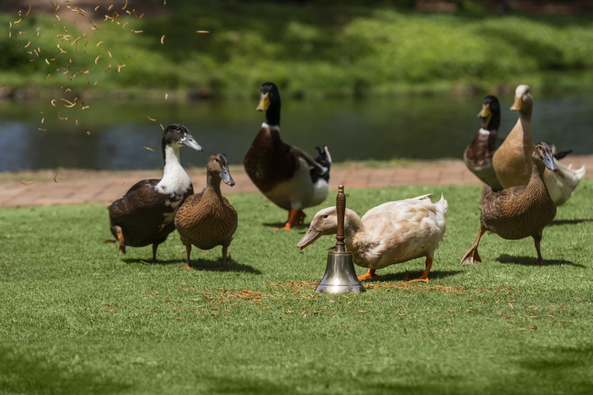 A group of ducks gathered on a green lawn near a handbell as bird food or mealworms are tossed into the air.