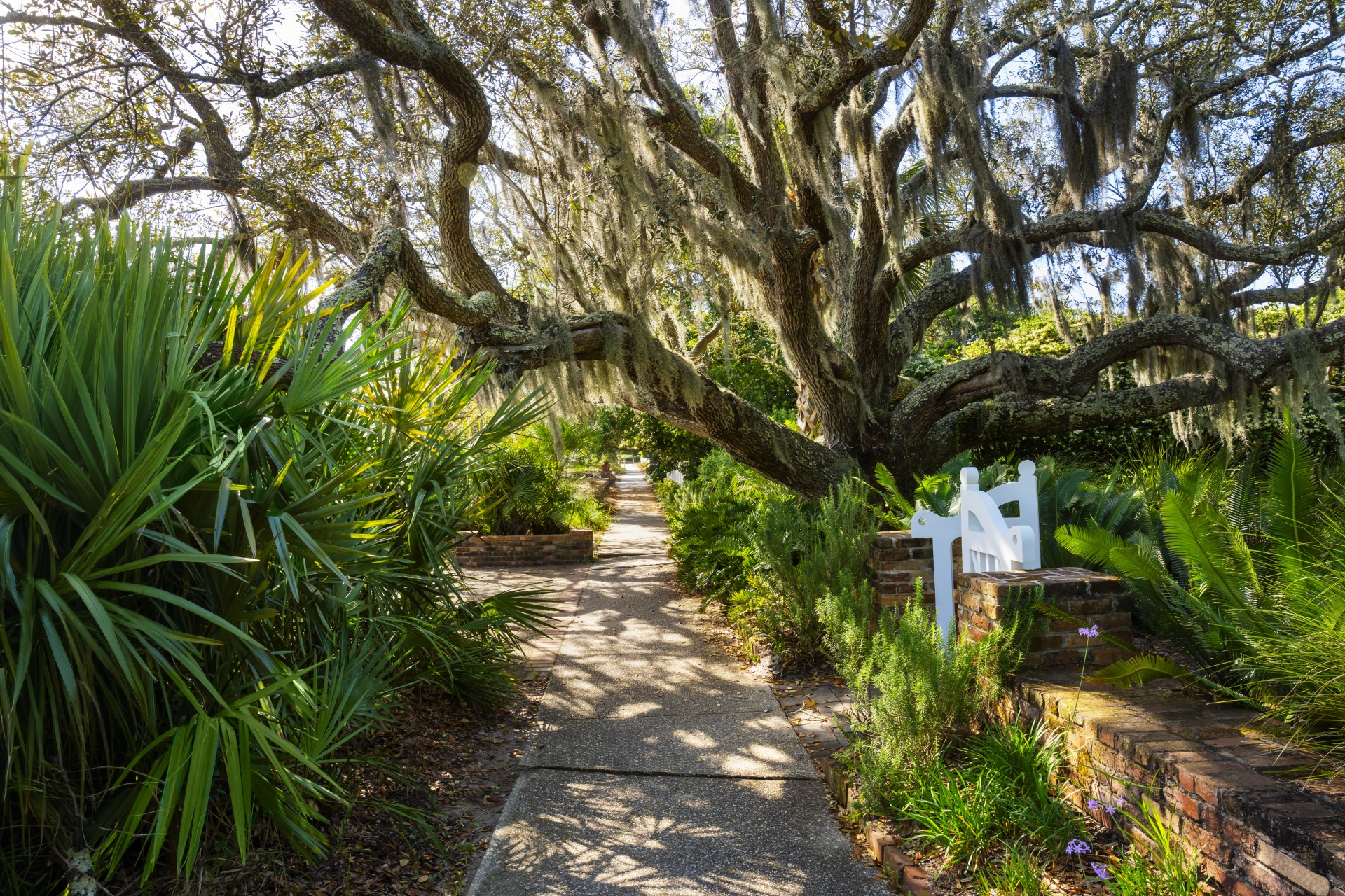 a walkway with a large tree and a white railing