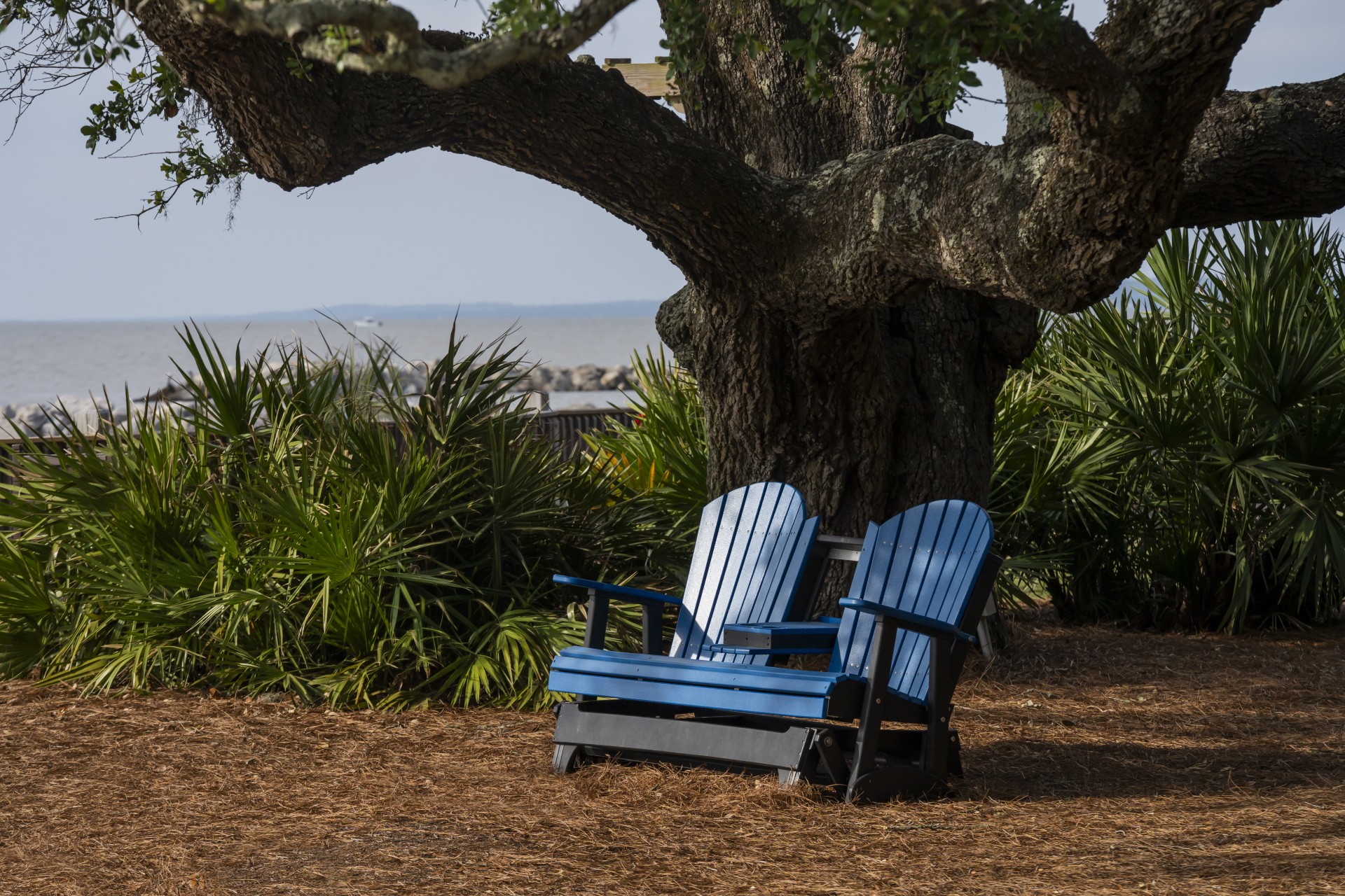 a blue chairs under a tree