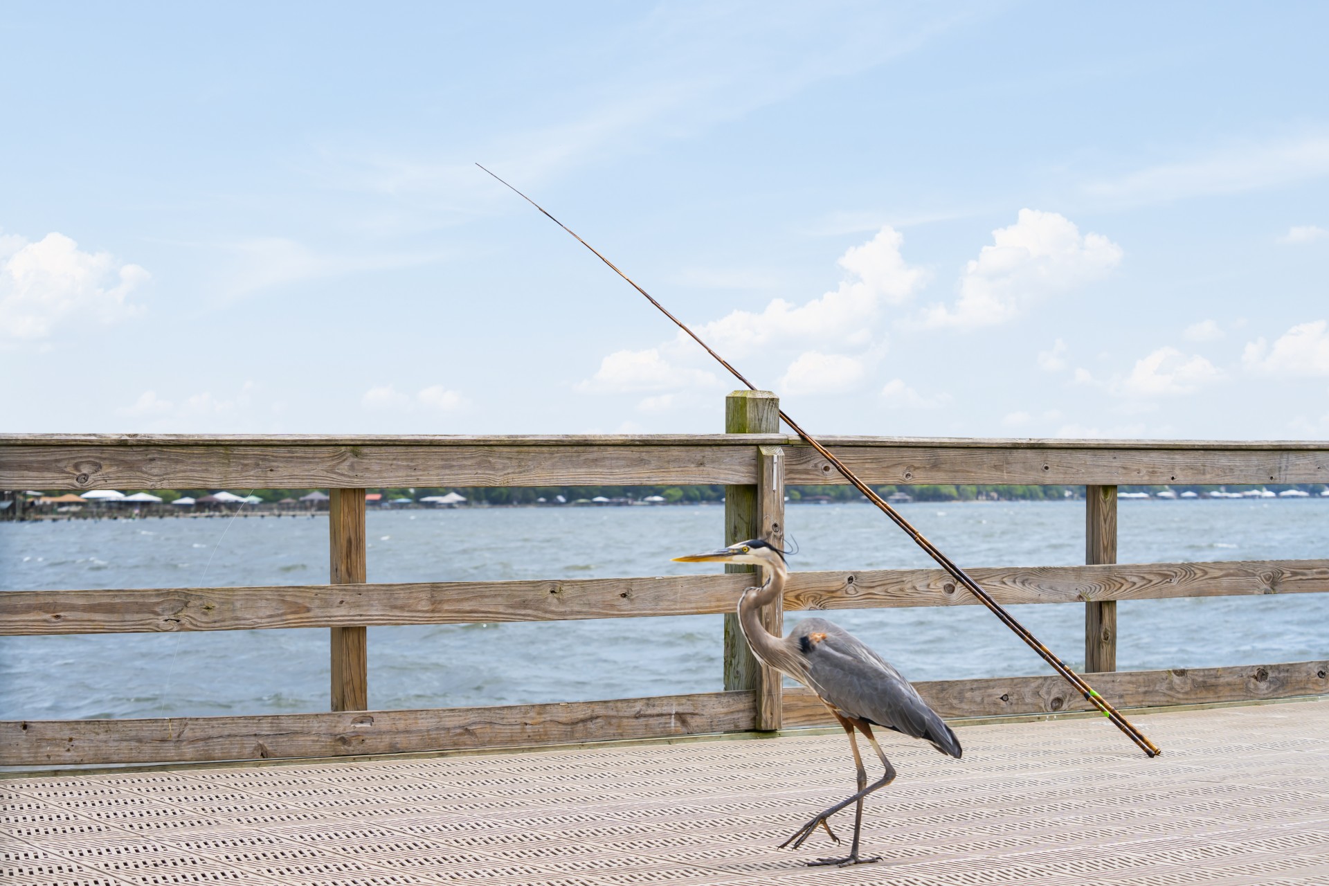 a bird standing on a dock with a fishing pole