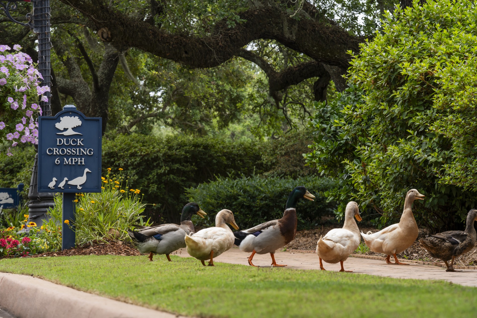 a group of ducks walking on grass