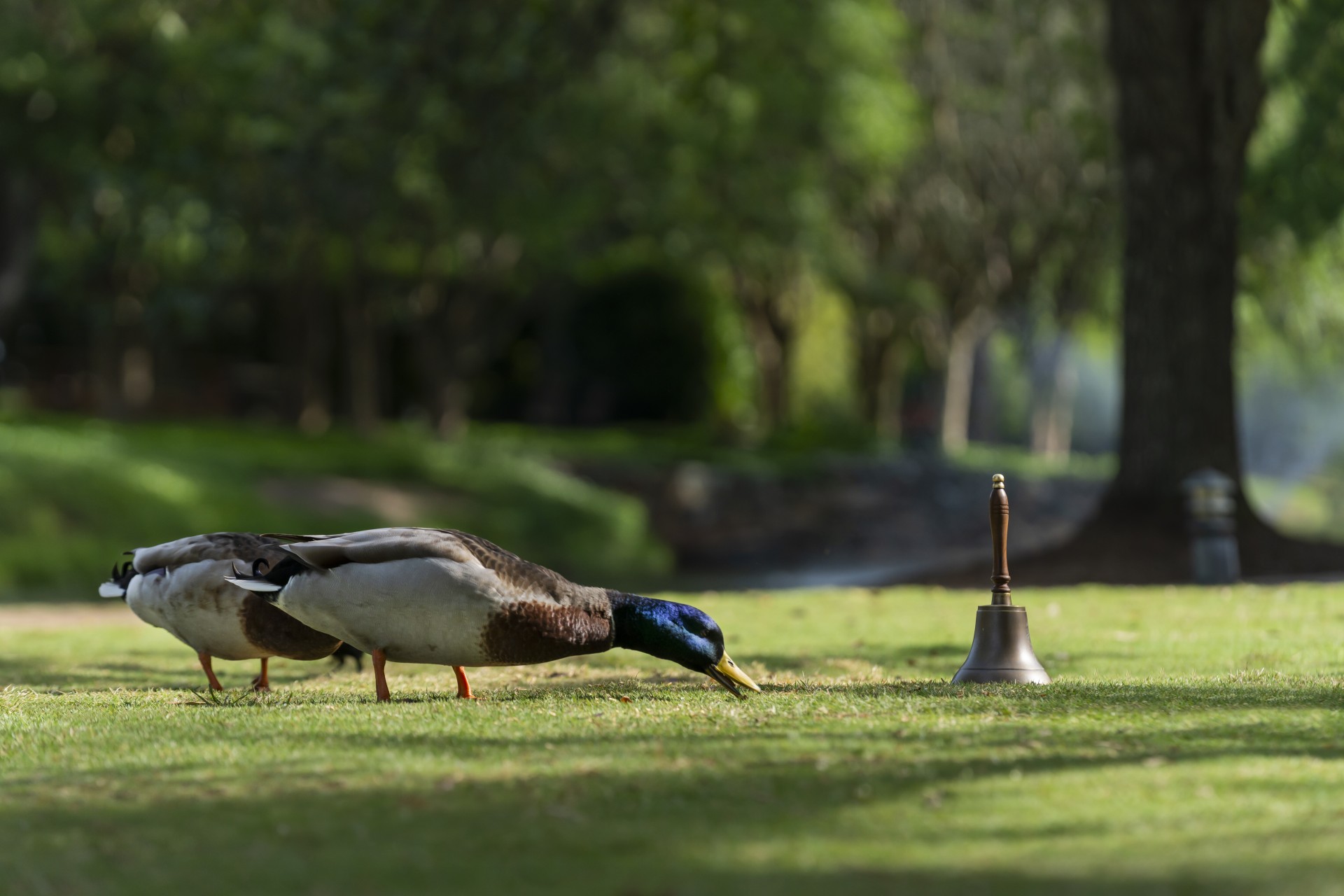 a pair of ducks on grass