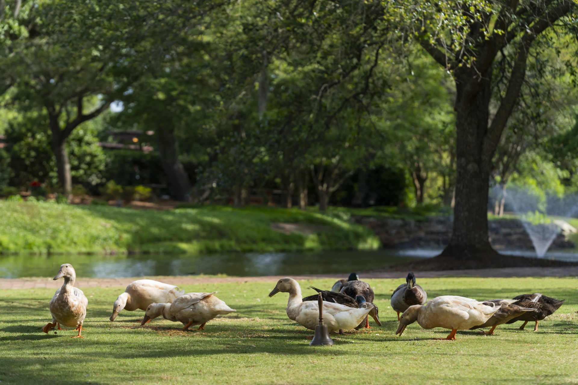 a group of ducks on grass