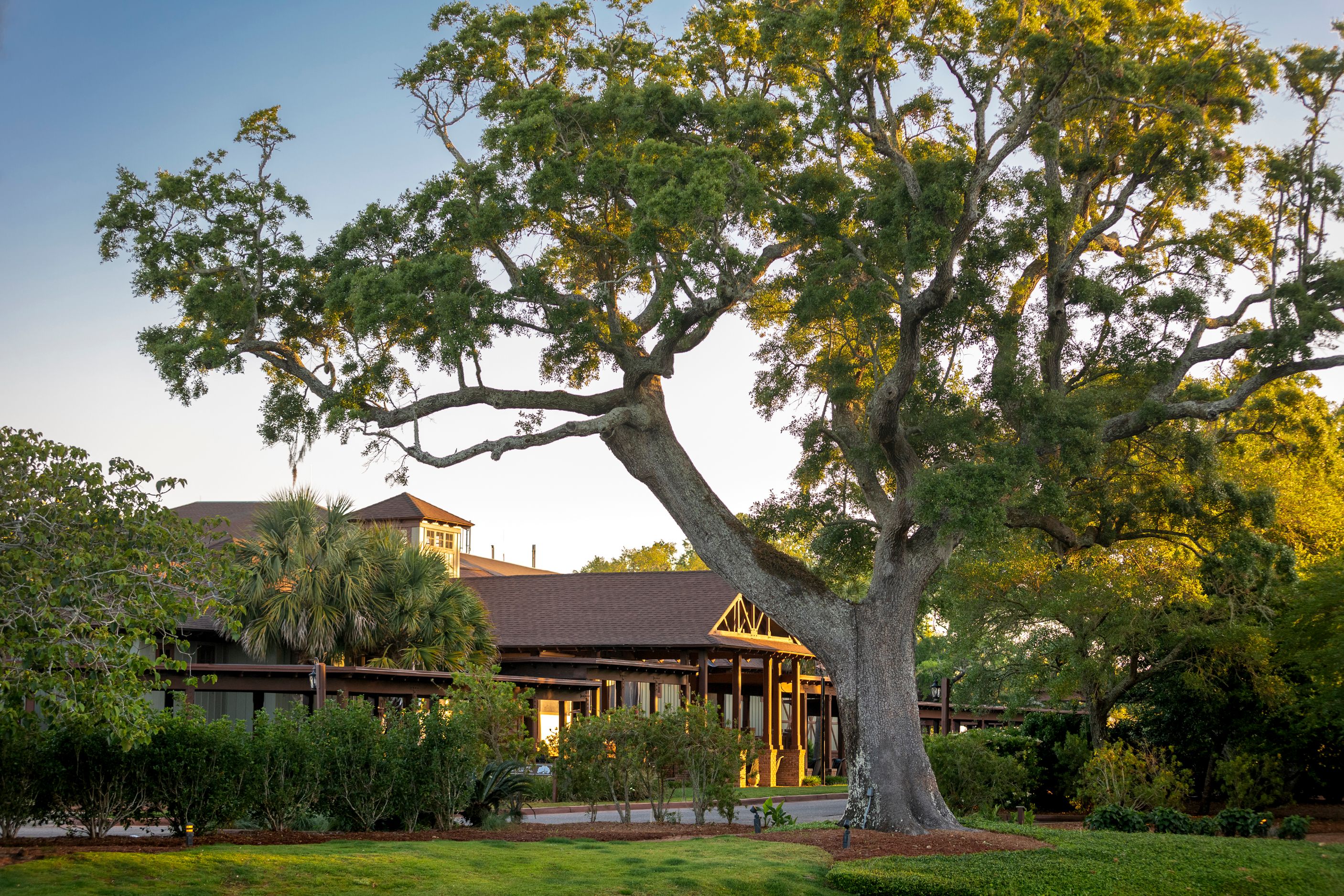 a large tree in front of a building