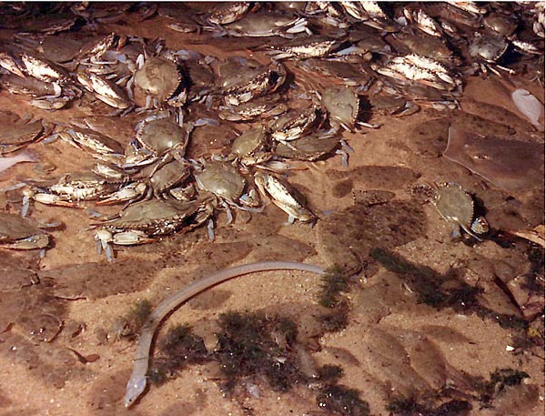 a group of crabs and a snake in the water