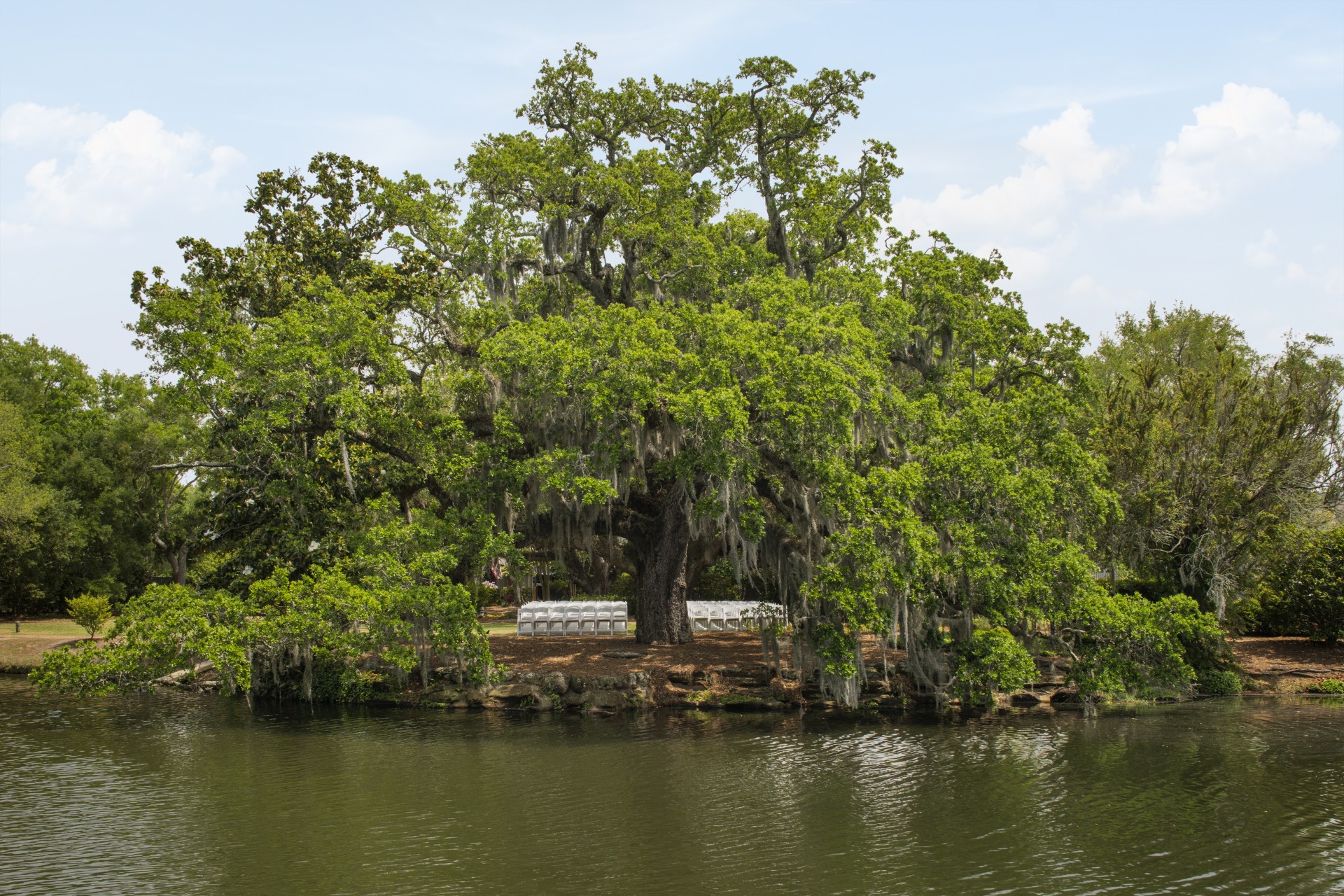 a tree on a small island by water