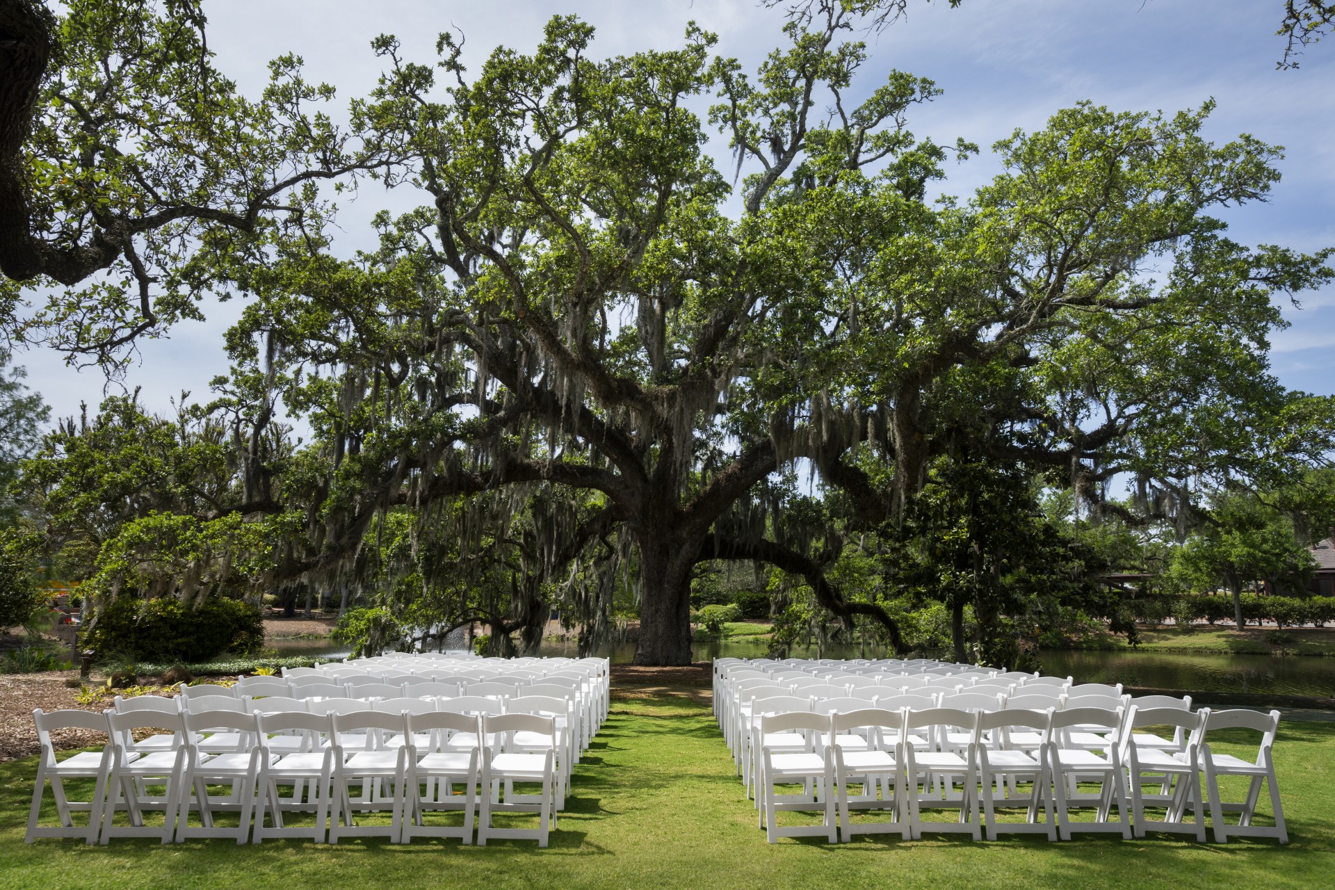 a group of white chairs in a field under a large tree