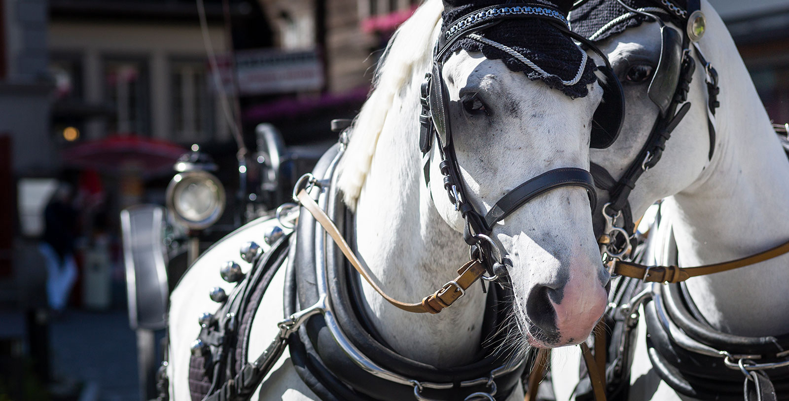 a white horse with a black hat and bridle