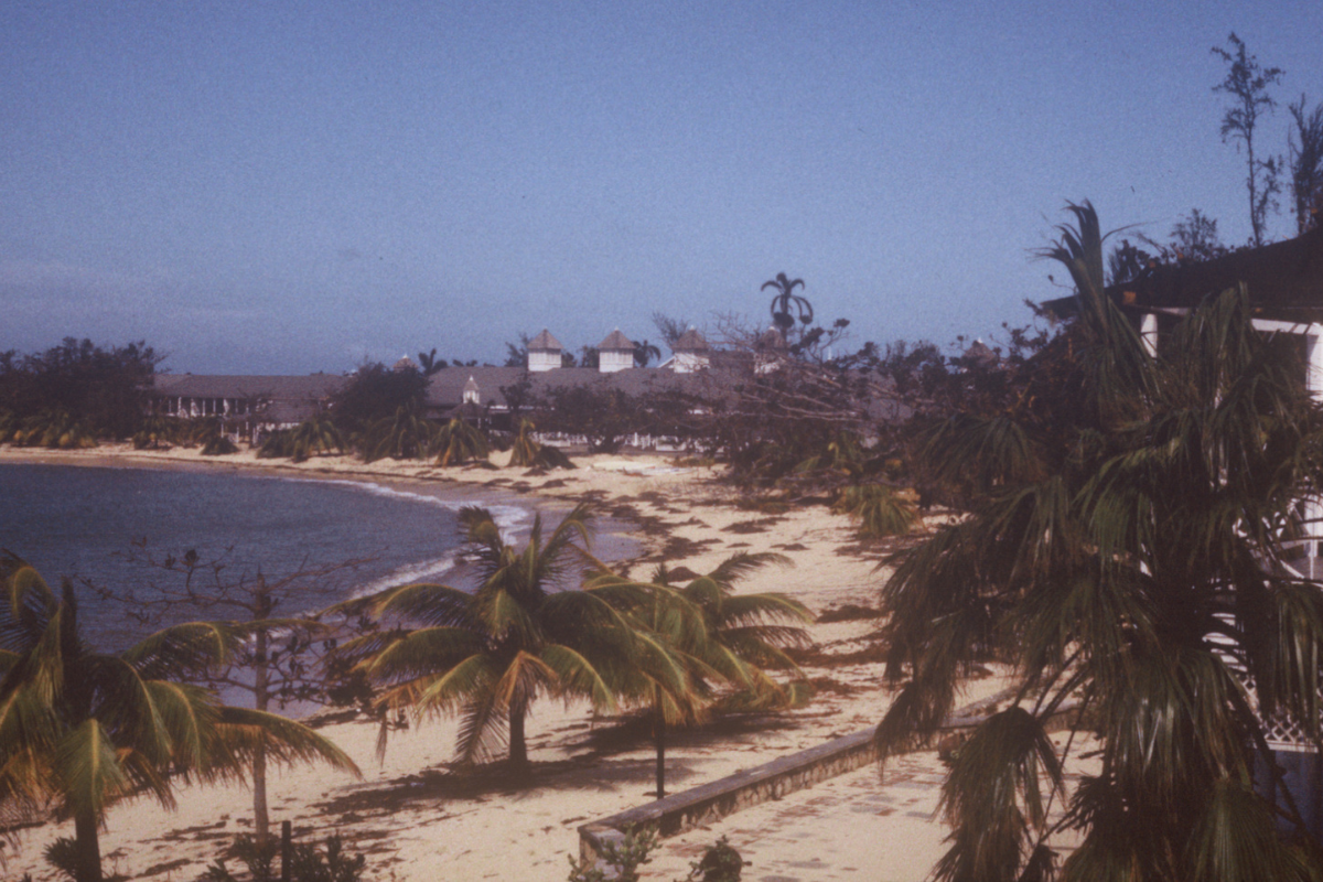 a beach with palm trees and a body of water