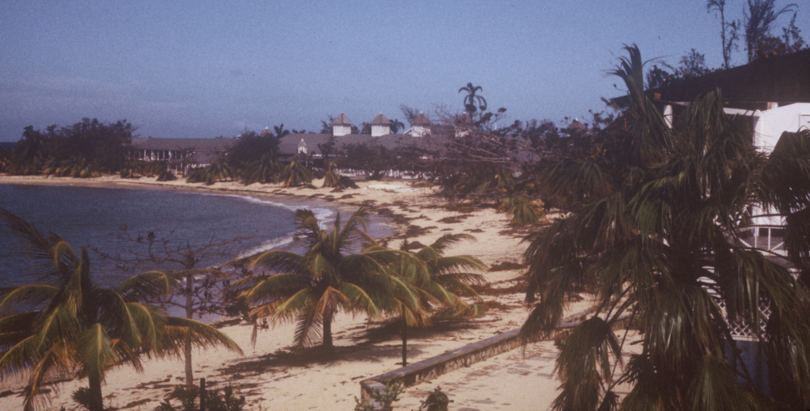 a beach with palm trees and buildings