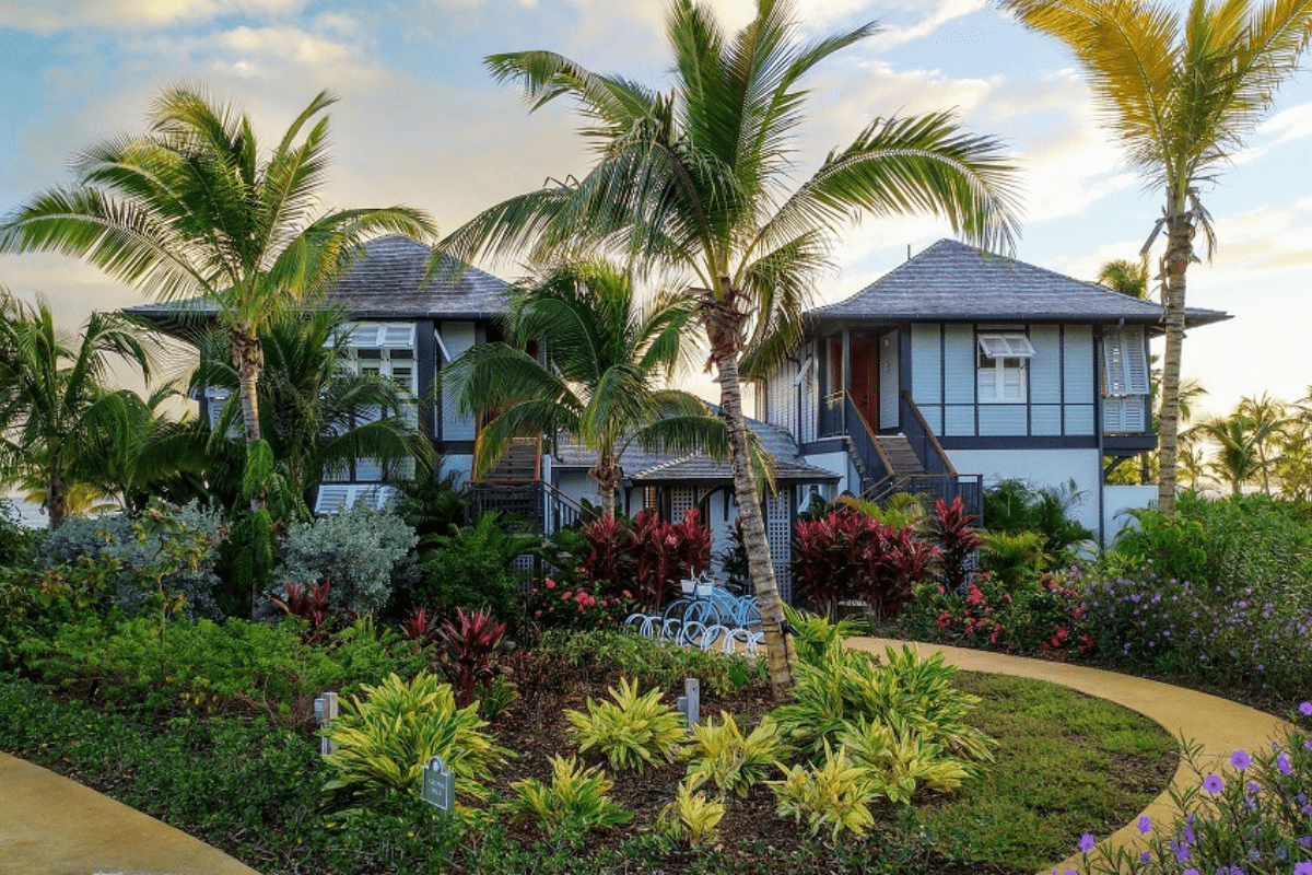a palm trees and a house