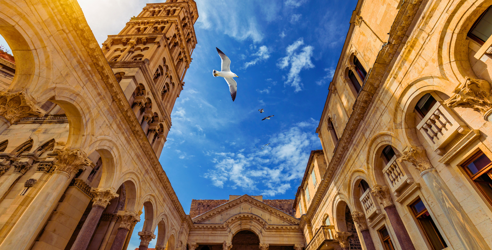 birds flying in the sky