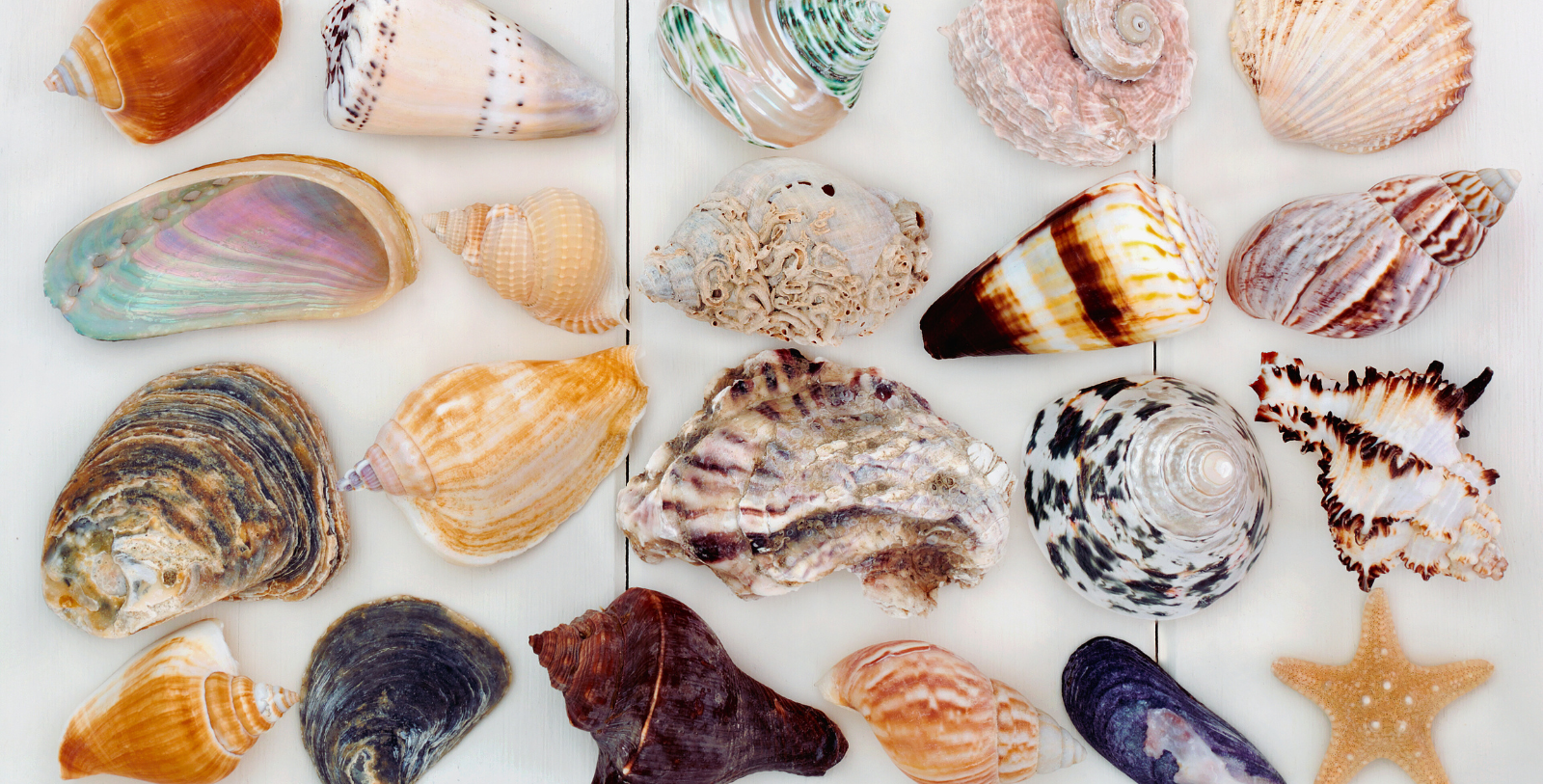 a group of seashells on a white surface
