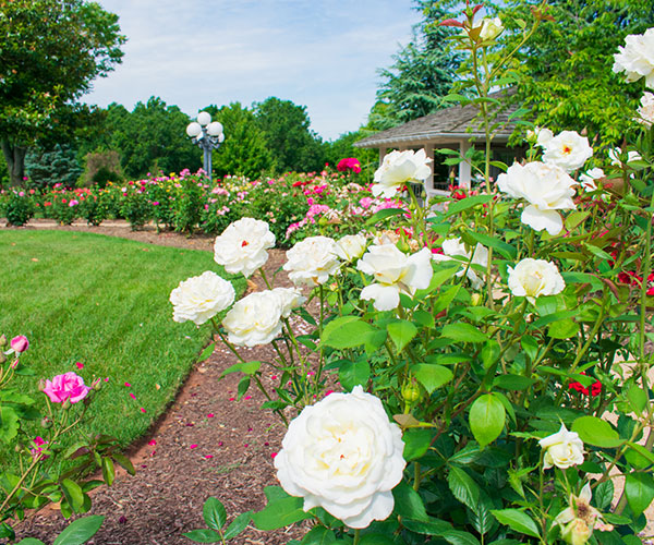 a garden with white flowers and a lawn