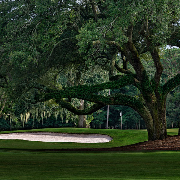 a large tree on a golf course